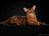 Darlen Fleur Dalmore Black